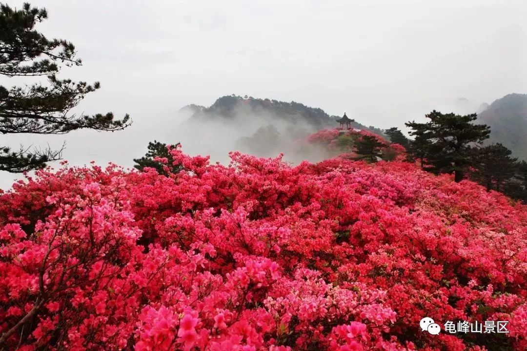 麻城龟峰山景区官方网站——中华长寿山,世界杜鹃园