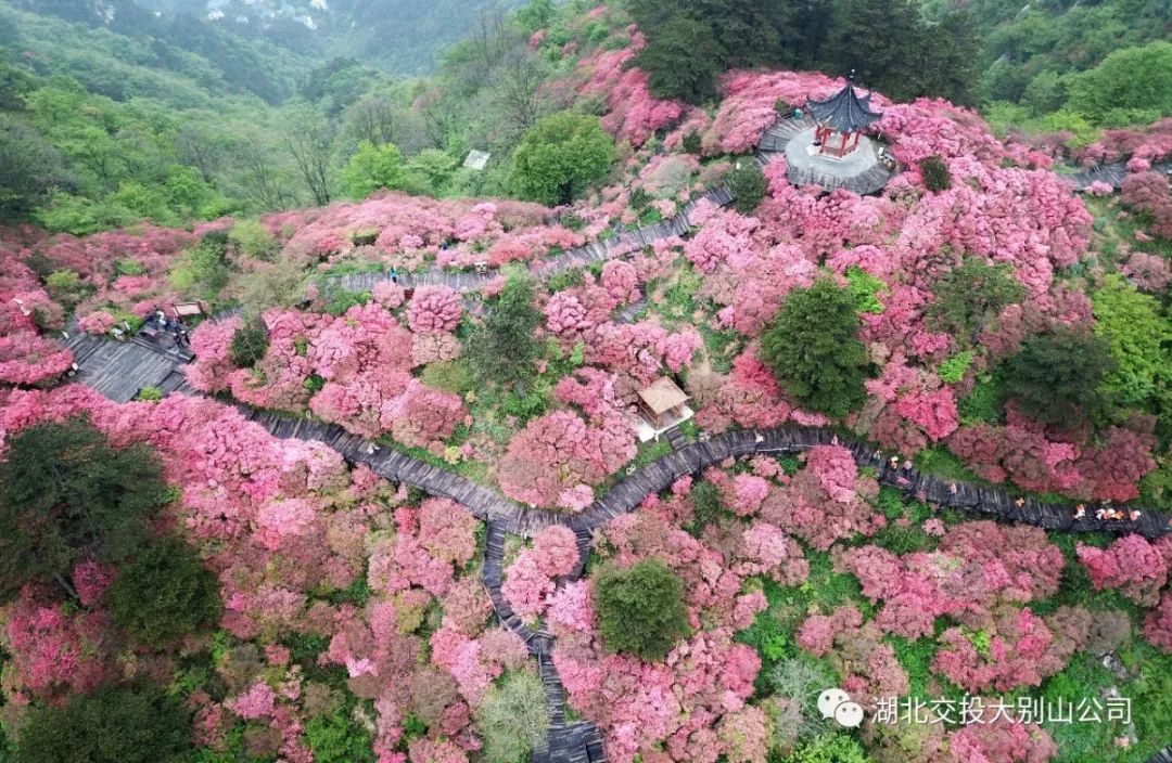 麻城龟峰山景区官方网站——中华长寿山,世界杜鹃园