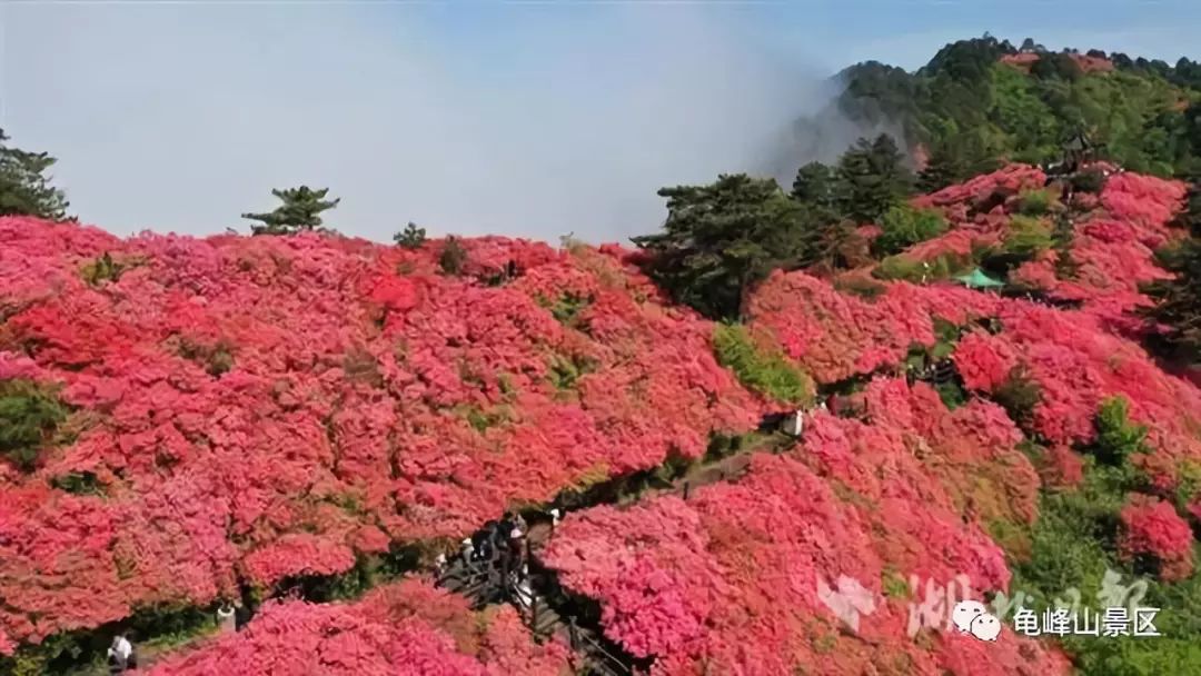 并在今年"五一国际劳动节"的当天,湖北麻城龟峰山景区的杜鹃花一天之