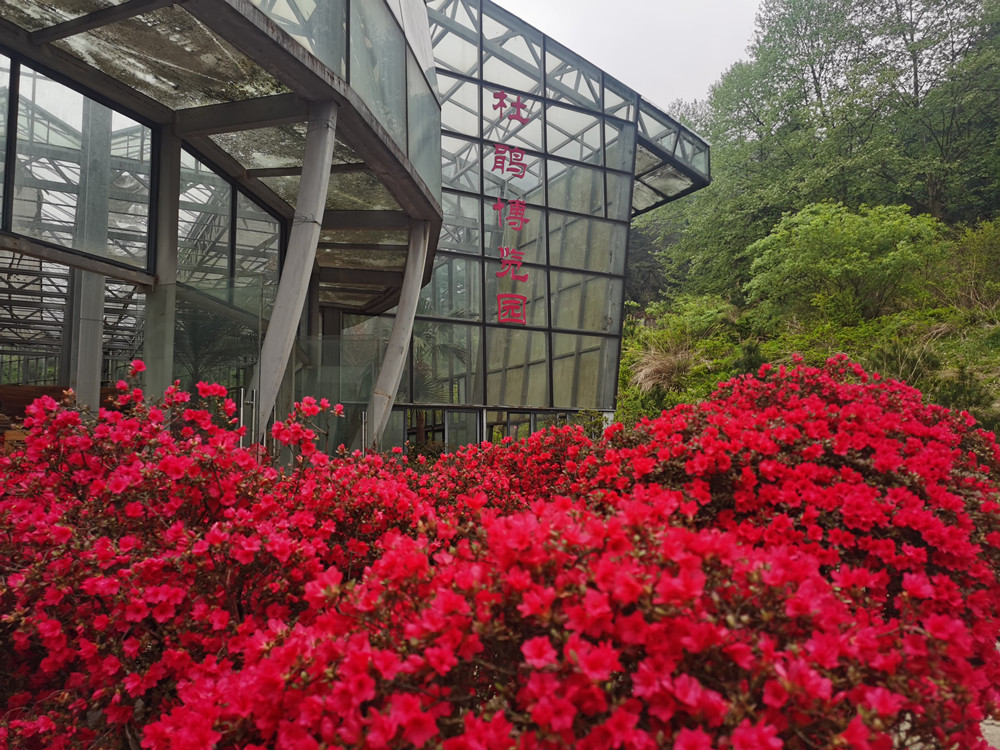 Rhododendron Expo Park