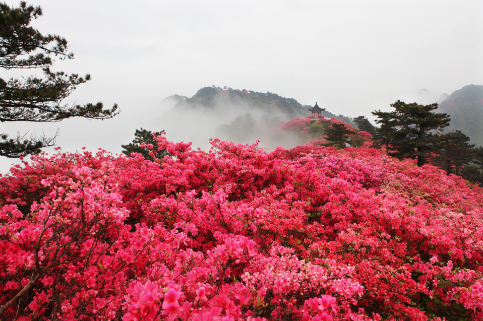 Rhododendron Flower Sea