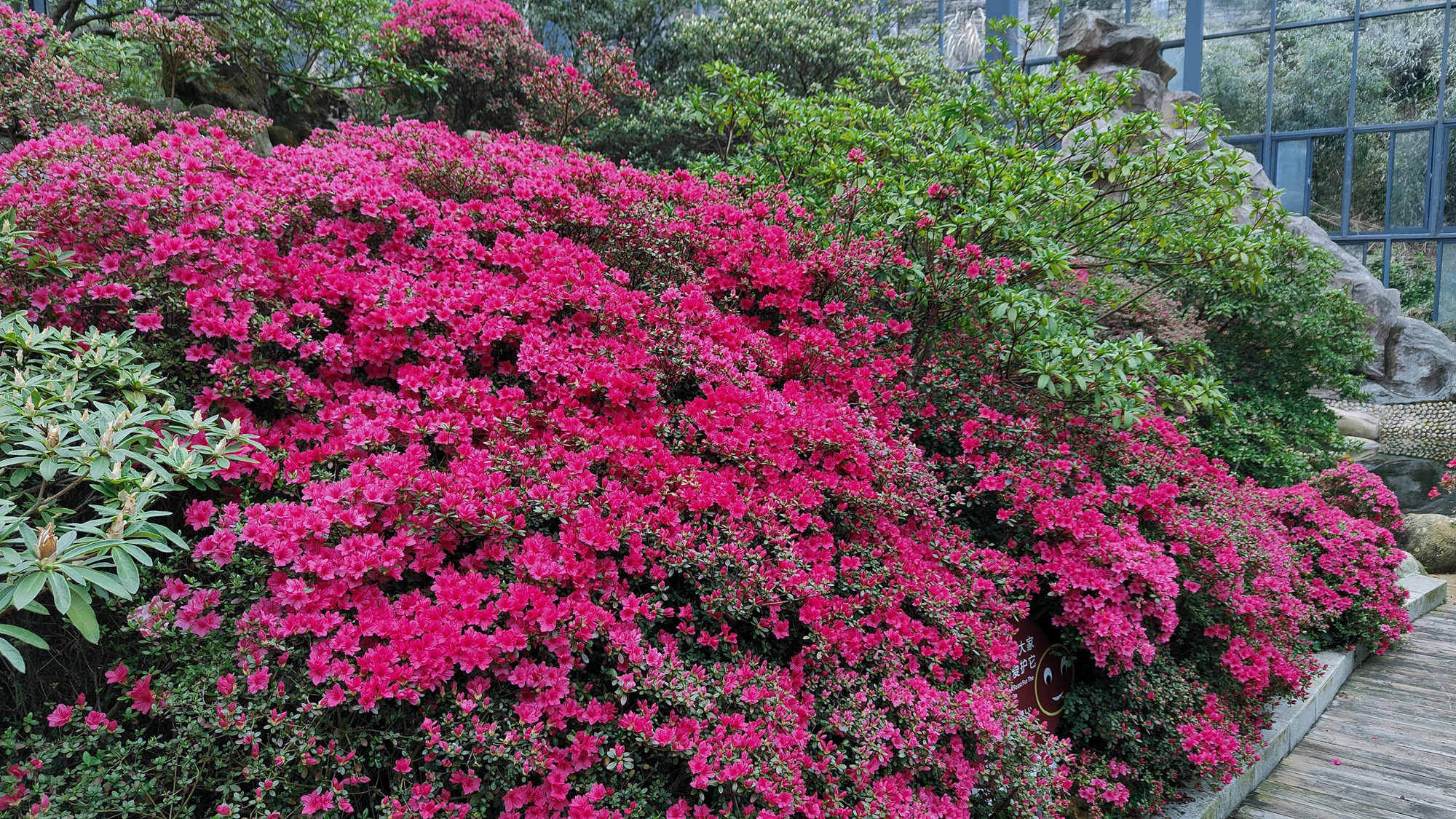 ツツジの花が咲いて、仙境のように美しい！早く亀峰山観光地のツツジ博覧園に来てカードを打ちましょう。