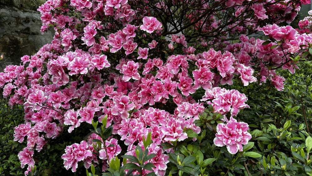 IMG_7809_副本.jpg