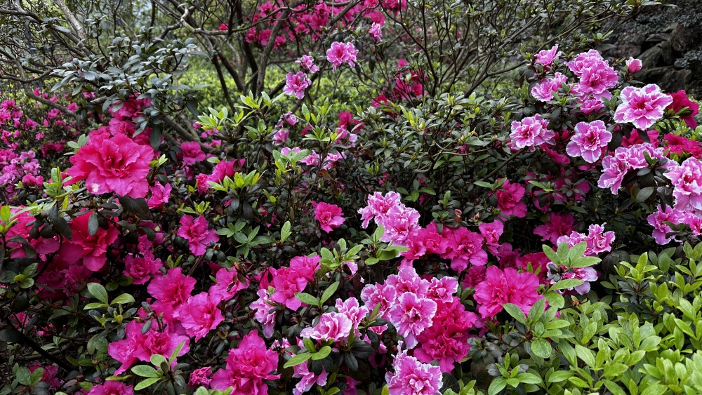 IMG_7827_副本.jpg
