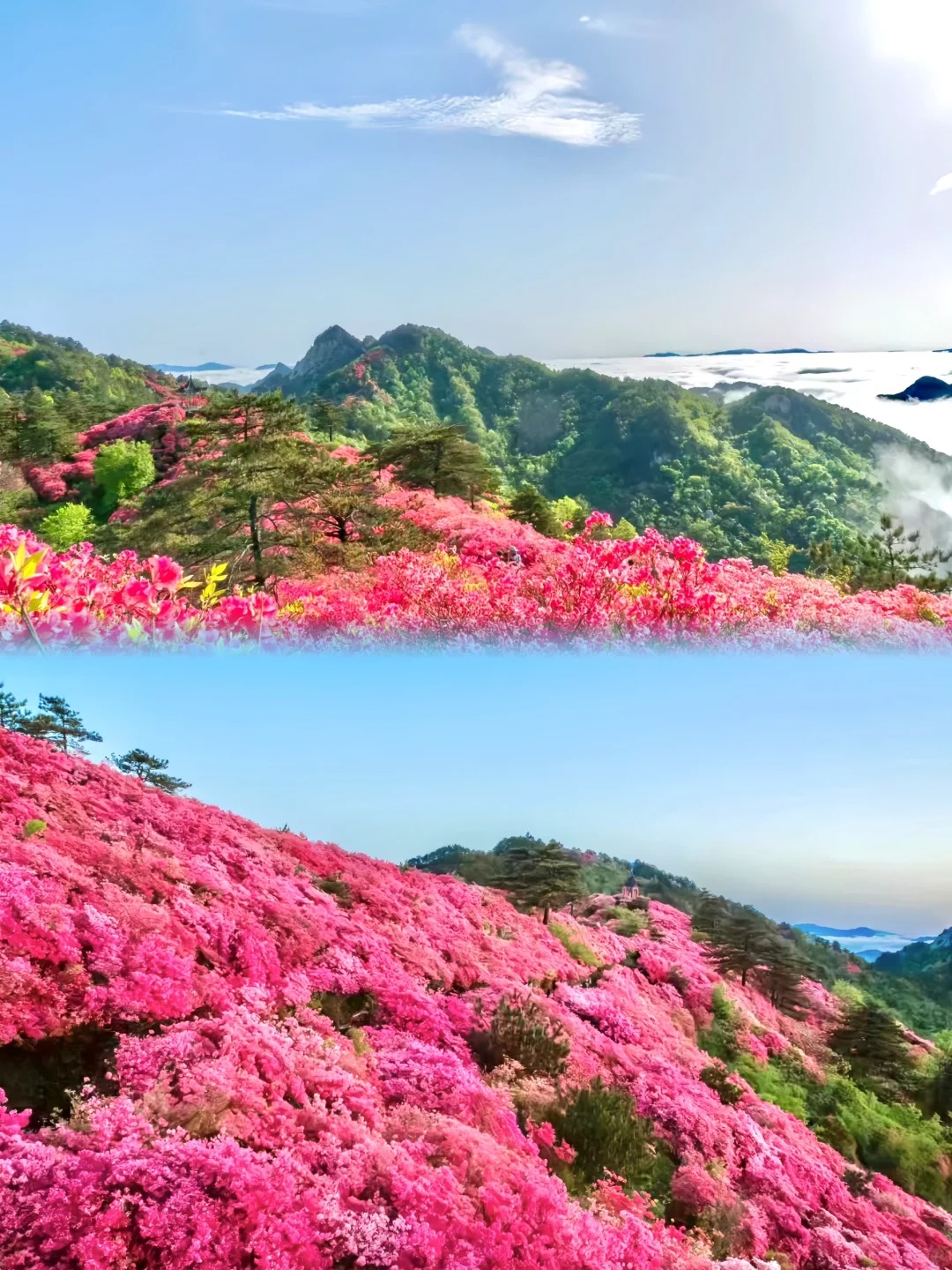 美炸了！感觉这里马上会成为五一赏花顶流！！！_5_A趣出发旅行_来自小红书网页版.jpg