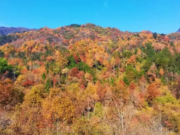 Thousands of people sing the winter "trilogy"! Hubei exchange this scenic spot "mount