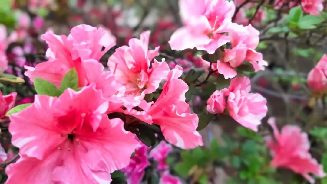 1650012109679774.jpg 微信图片_20220415163734.jpg