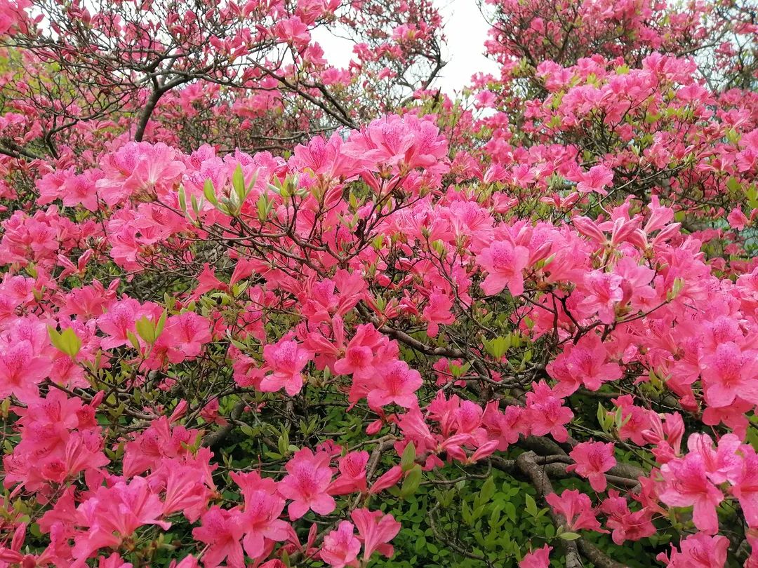 1651633826987647.jpg 15.jpg