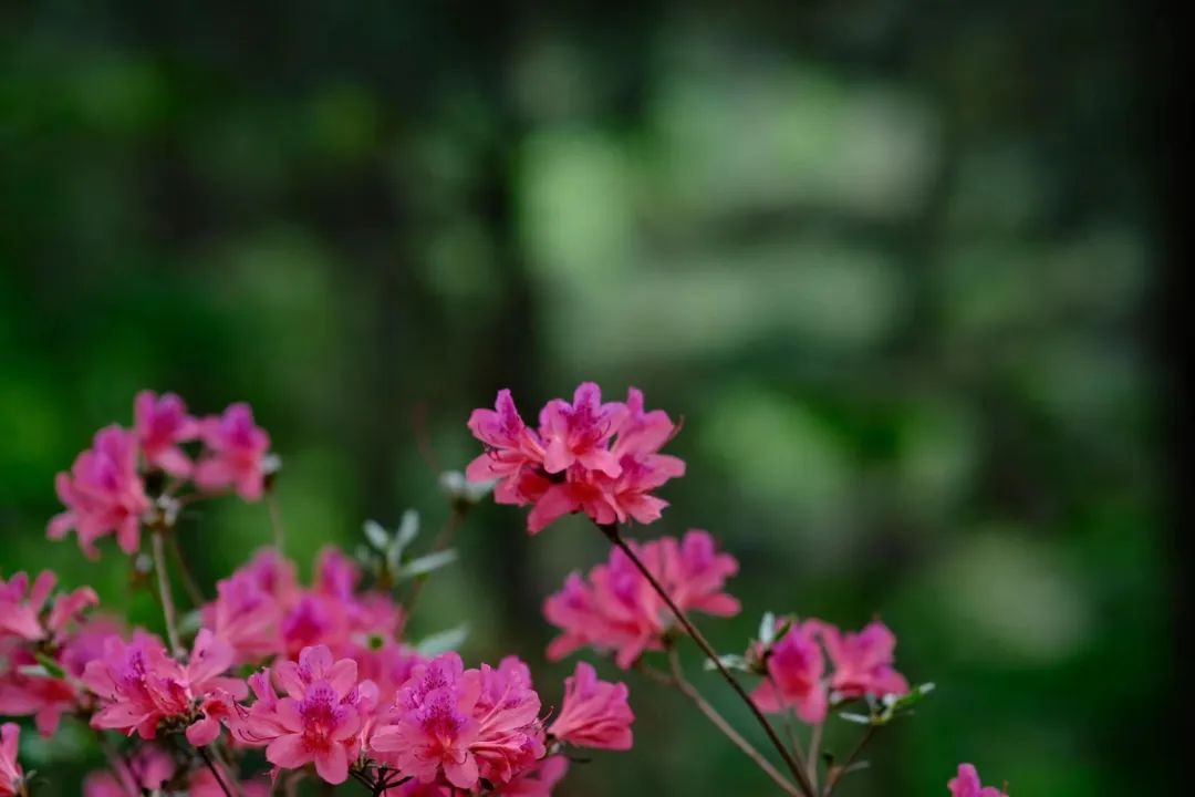 1681977352543520.jpg 19.jpg