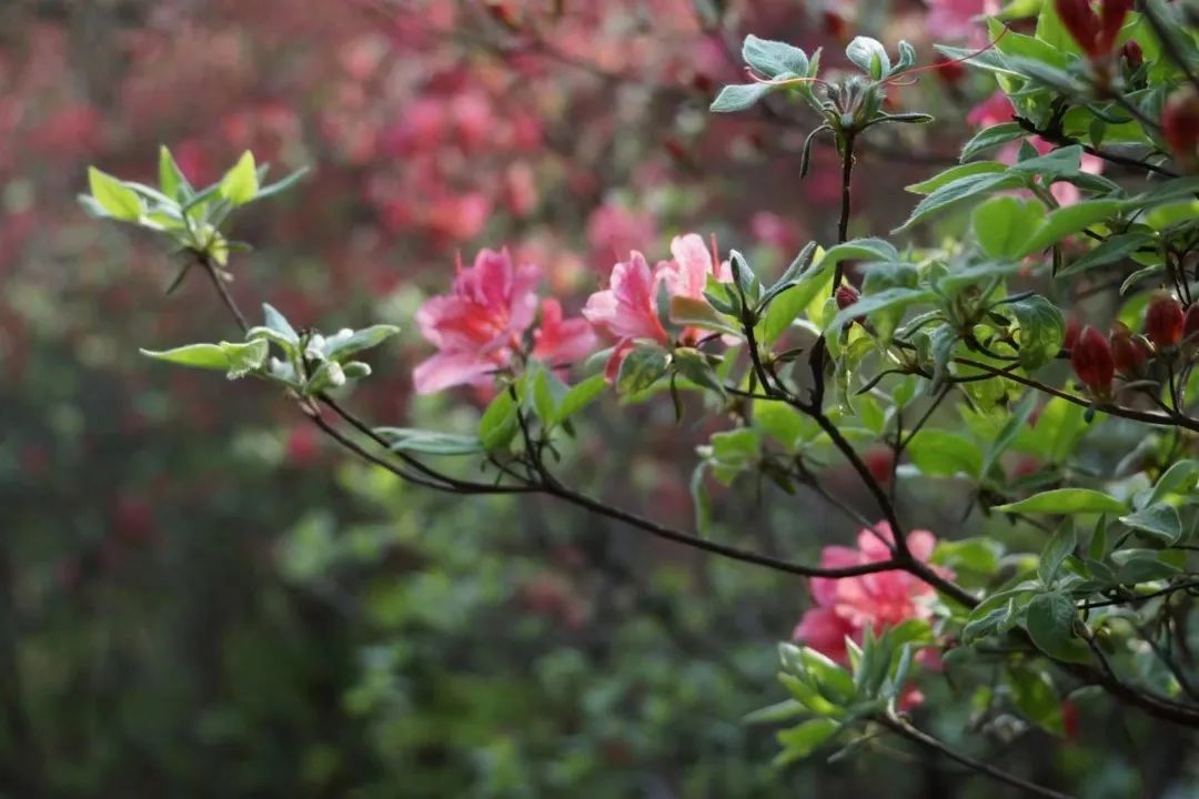 1682320332693284.jpg 7.jpg