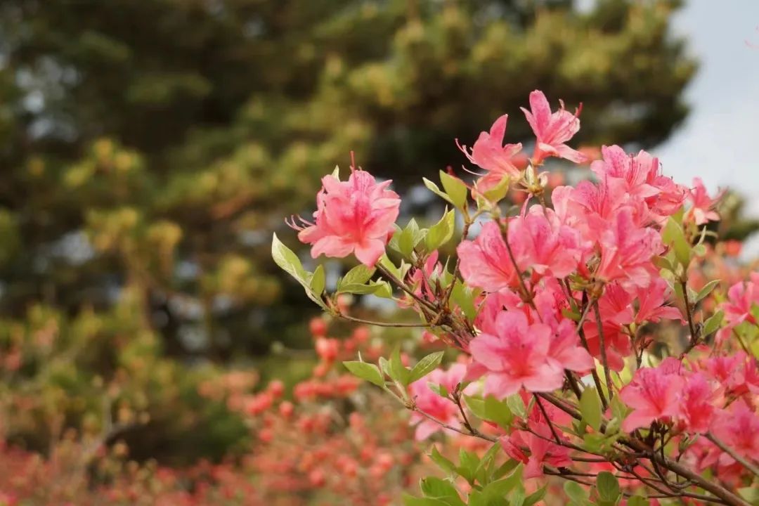 1682320339590659.jpg 8.jpg