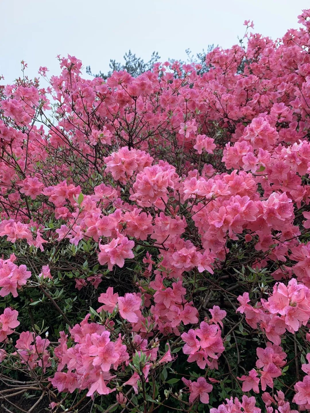 1682320903277702.jpg 1.jpg