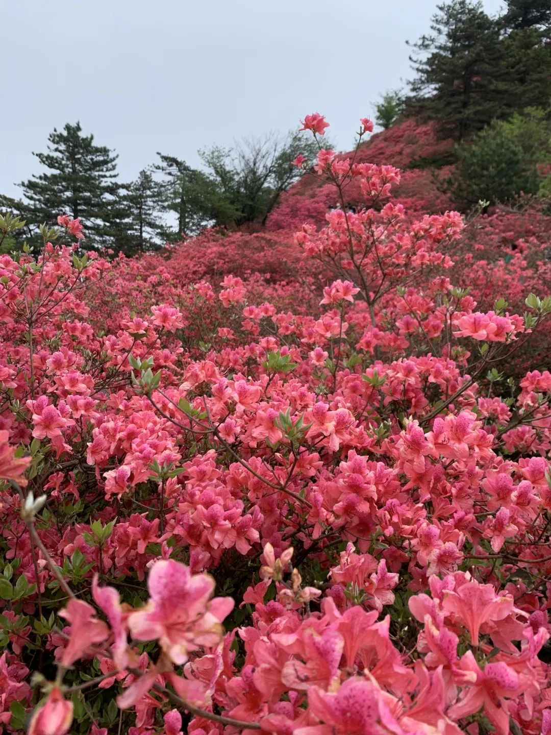 1682320913326175.jpg 3.jpg