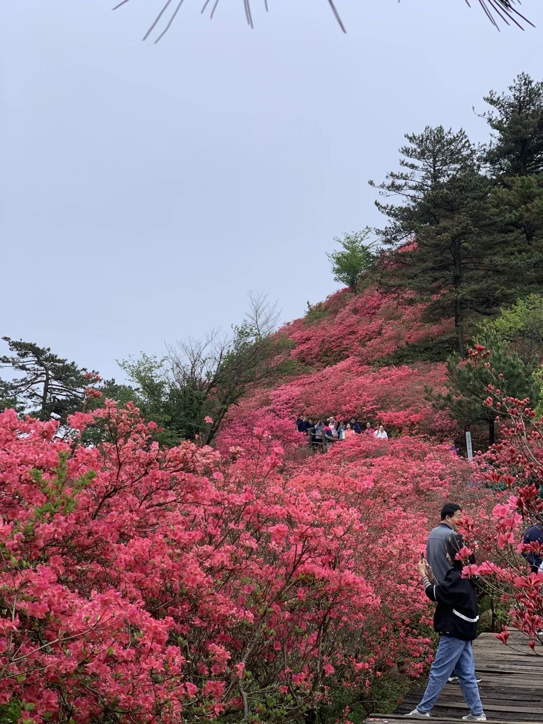 1682320919848099.jpg 4.jpg