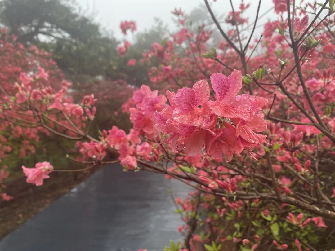 1682406998189531.jpg 4.jpg