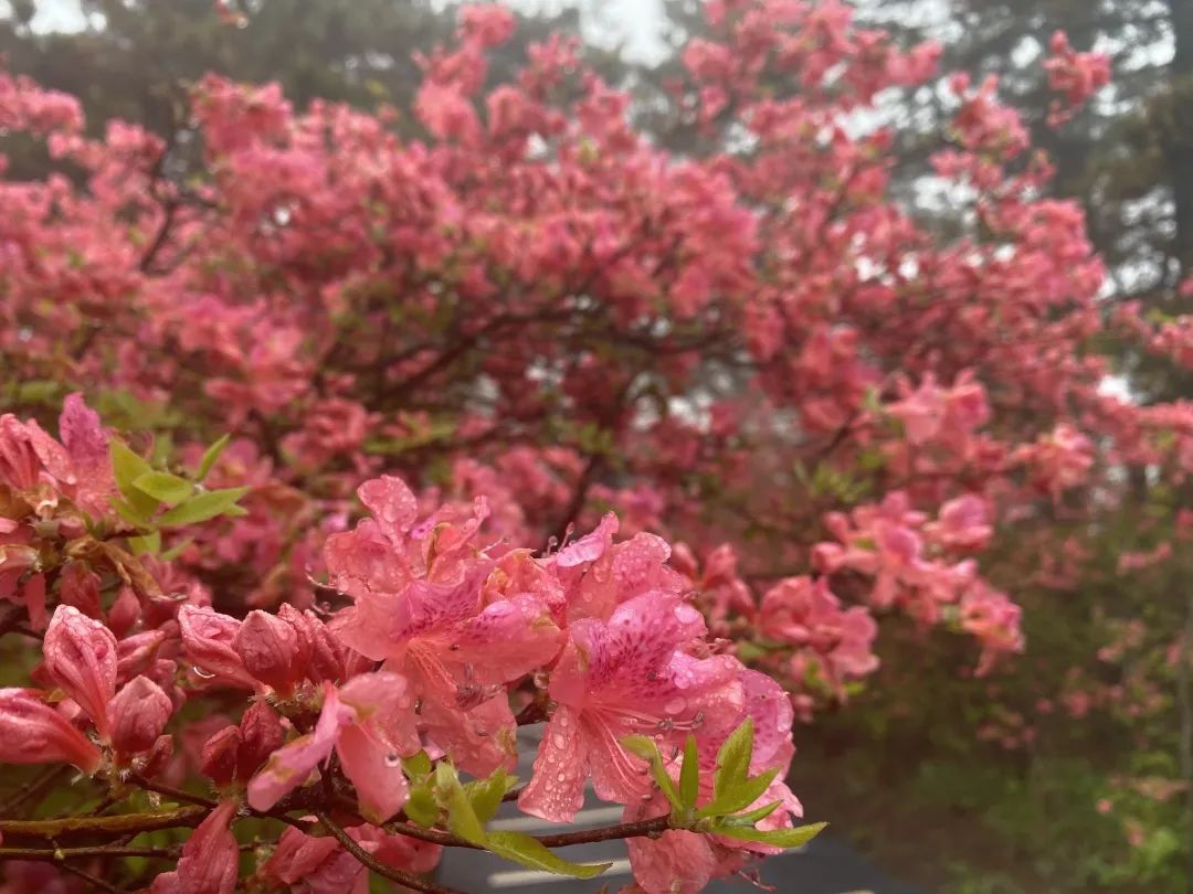 1682407004829993.jpg 5.jpg