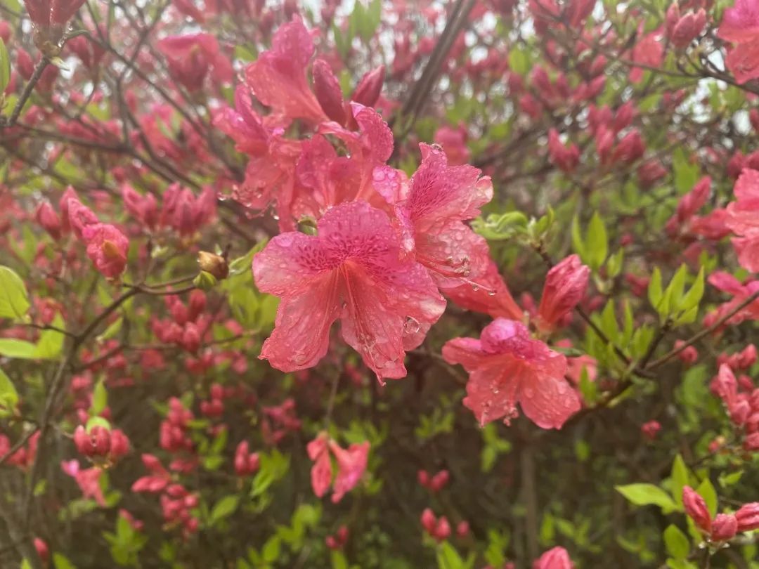 1682407009590825.jpg 6.jpg