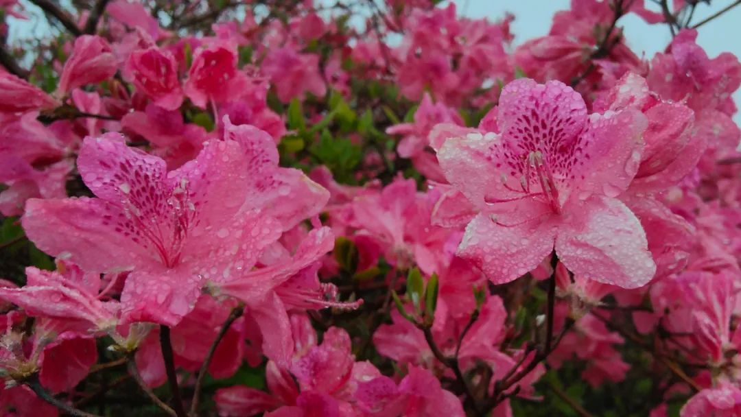 1682407026161943.jpg 9.jpg