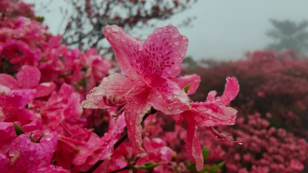 1682407033171217.jpg 10.jpg