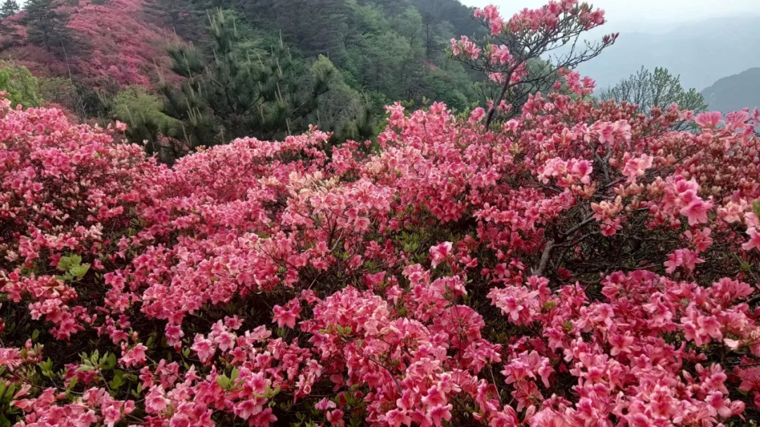 1682592237236548.png 2.png