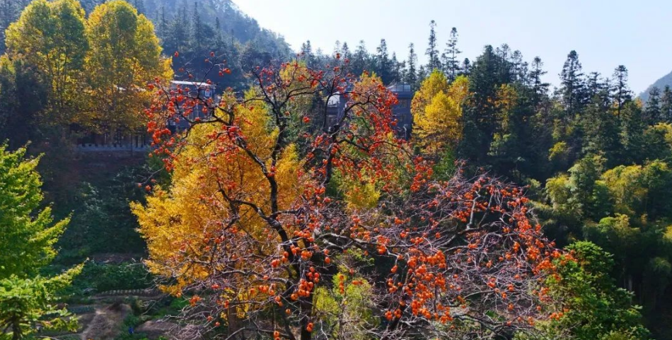 1731489676315525.png image.png