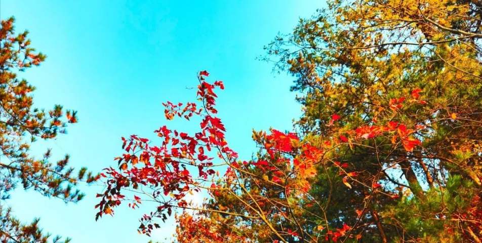 1731489687667216.png image.png